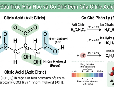 Cơ chế đệm của Citric Acid – Giải thích đơn giản